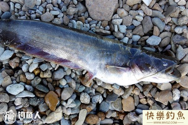 夏钓鲶鱼的选时选位与钓法的注意(图1)