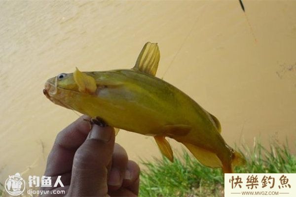 夏季阴雨天钓黄颡鲶鱼的技巧(图1)