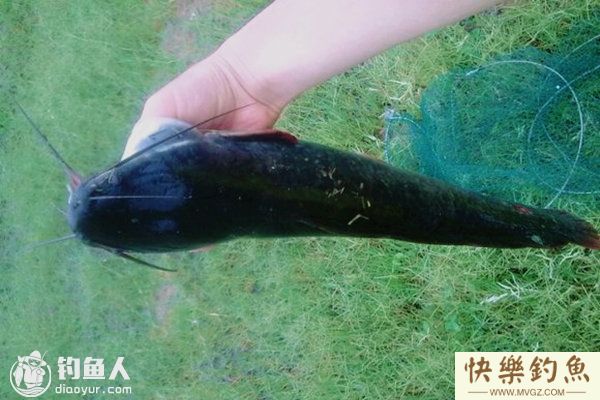鲶鱼的钓法及用饵、选位注意事项(图1)