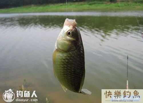 钓鱼高手的野钓鲫鱼经验总结(图3)