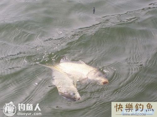 北方冬天野钓鲫鱼经验总结(图1)