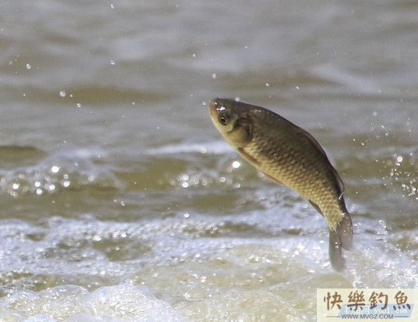 手竿野钓鲫鱼的攻略秘籍(图1) 手竿野钓鲫鱼的攻略秘籍(图1)