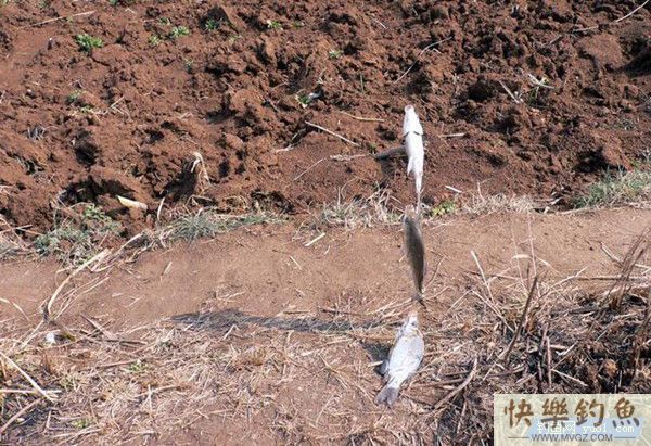 冬季筏竿串钩野钓鲫鱼经验分享(图2)