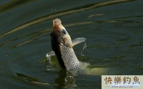 高手分享冬季野钓鲫鱼实用技巧(图1)