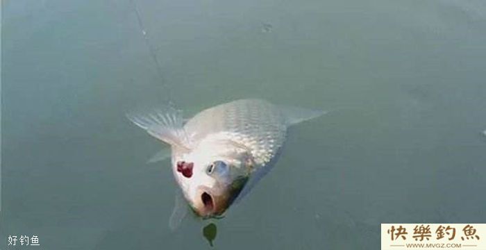 冬天钓鱼如何选择钓场与打窝(图1)
