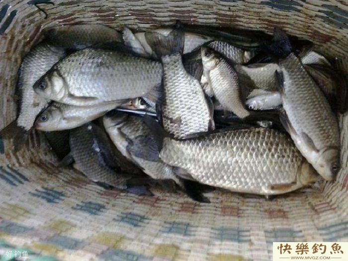 入冬后，用这种方法钓鱼，想空军都难(图2)