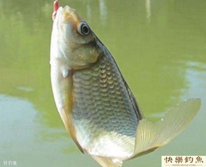 冬季钓鱼鱼口轻，应该如何作钓(图1)