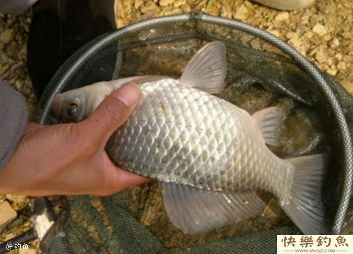 冬季钓鱼鱼口轻，应该如何作钓(图2)