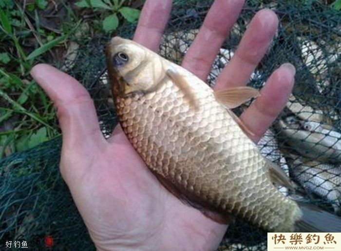 冬季钓鱼鱼口轻，应该如何作钓(图3)