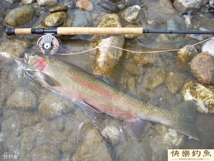 冬天钓鲫鱼,钓鱼人需要注意这四点(图1) 冬天钓鲫鱼,钓鱼人需要注意这四点(图1)