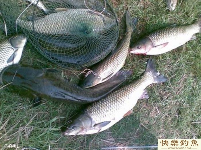 冬天垂钓鲫鱼这几个细节决定成败(图2)