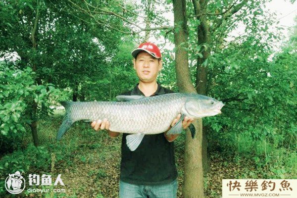 初夏钓青鱼的五个实用技巧(图1) 初夏钓青鱼的五个实用技巧(图1)