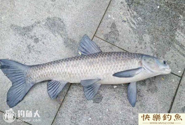水库钓青鱼技巧经验分享(图1)