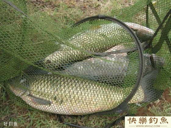 夏季水库钓青鱼的4个技巧(图2) 夏季水库钓青鱼的4个技巧(图2)