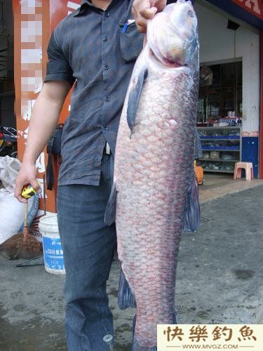 夏季水库钓青鱼的4个技巧(图1) 夏季水库钓青鱼的4个技巧(图1)