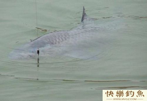 冬季钓青鱼的选位用饵及注意事项(图1)