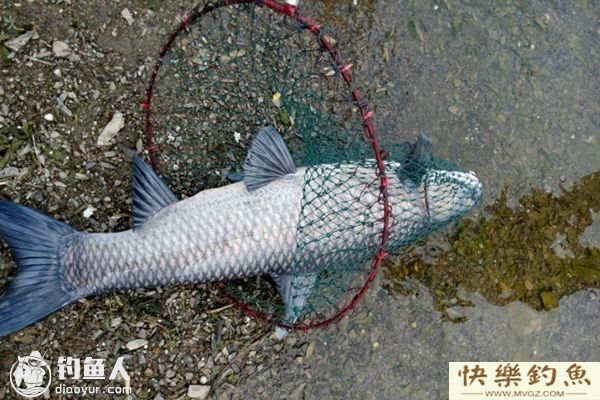 水库钓青鱼的选位打窝用饵技巧(图1)