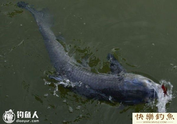 初秋钓青鱼的选时选位选饵及钓法(图1)