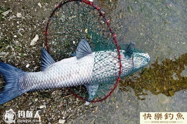 水库钓青鱼的选位打窝用饵技巧及钓法(图1)