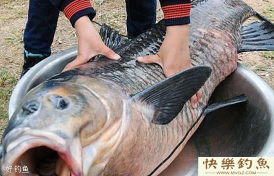 冬天钓青鱼从出钓到溜鱼的全方位攻略(图4)