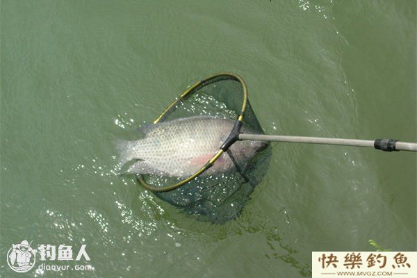 钓罗非鱼的六个实用技巧(图1)