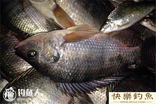 提竿不见罗非的原因和解决小鱼闹钩的技巧(图1)