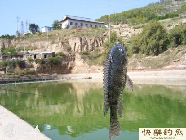 实践心得分享之夏日巧避小罗非的方法(图1)