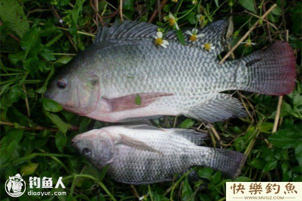 初夏钓罗非鱼的钓具选用技巧(图1)