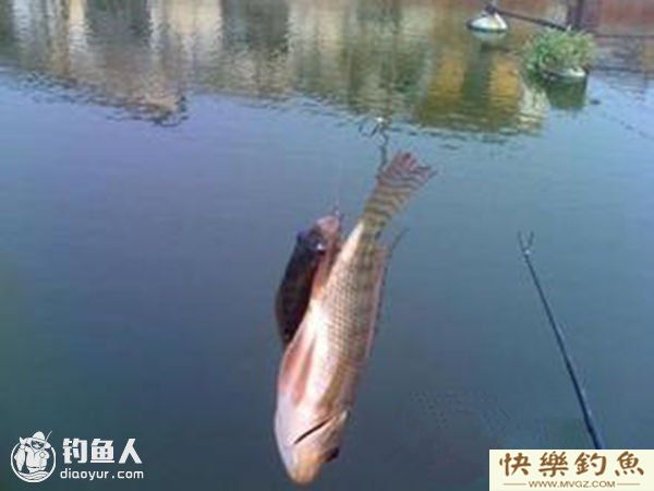 高手分享钓罗非十余年的心得与技巧(图1)