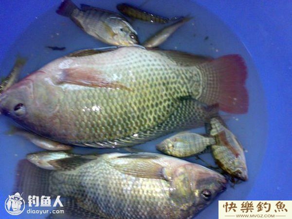 高手分享钓罗非十余年的心得与技巧(图2)