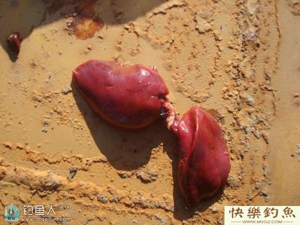 冬钓罗非鱼的饵料与用饵体会(图1)