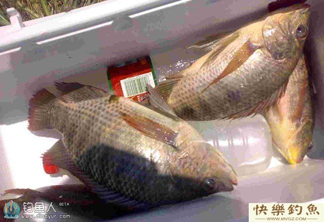 台钓罗非鱼的六点体会与技巧(图1)