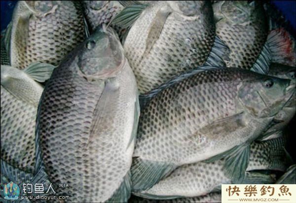 钓罗非的鱼饵与浮漂动作的分辨技巧(图1)