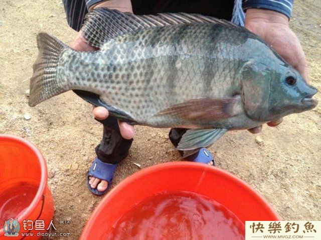 常用钓罗非鱼的饵料类型和特点介绍(图1)