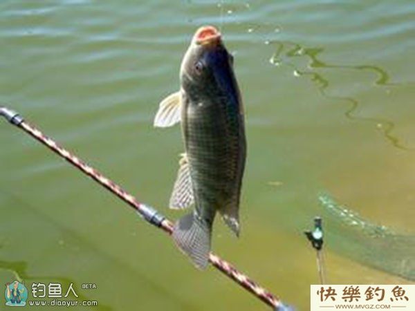 深度剖析路亚罗非鱼的技巧(图1)