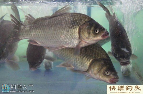 了解罗非鱼的生活习性及垂钓技巧(图1)