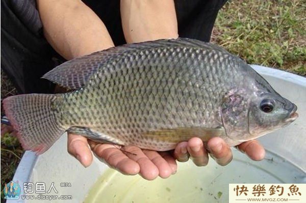 详解不同水域路亚罗非鱼的技巧(图1)