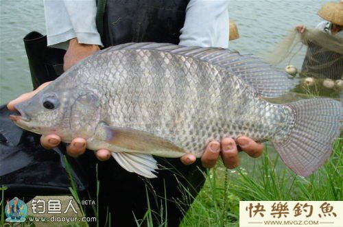 垂钓罗非鱼的五大攻略(图1)