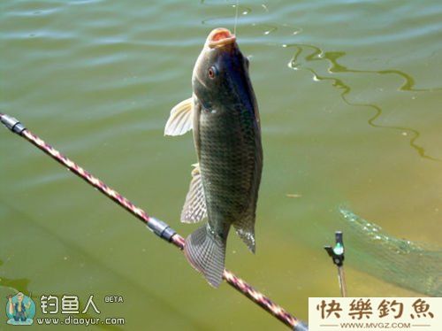 垂钓罗非鱼的五大攻略(图2)