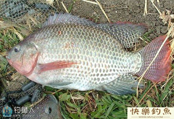 秋季钓罗非鱼的技巧全解析(图1)