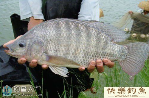 钓到罗非后如何抓鱼才会不扎手？(图1)