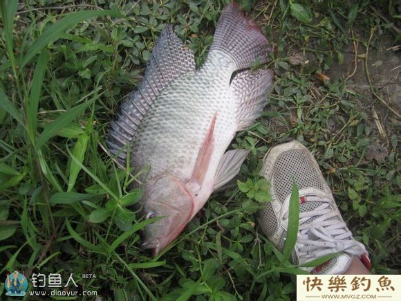 钓友分享夏季钓罗非鱼的技巧(图1)