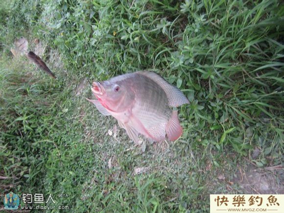 钓友分享夏季钓罗非鱼的技巧(图4)