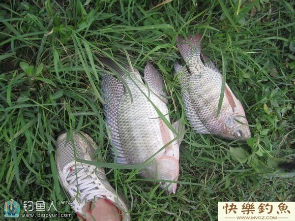 钓友分享夏季钓罗非鱼的技巧(图5)