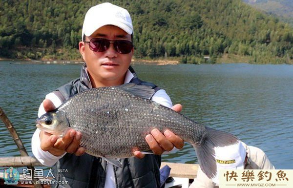 钓鳊鱼的4类饵料与一实战钓法(图1)