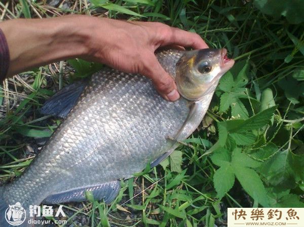 秋钓鳊鱼的技巧及蚯蚓饵的加强用法(图1)