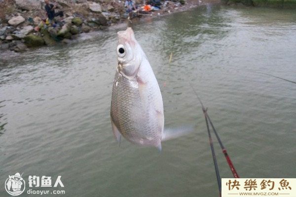 夏季库钓鳊鱼攻略（选位、用饵、钓法）(图1)