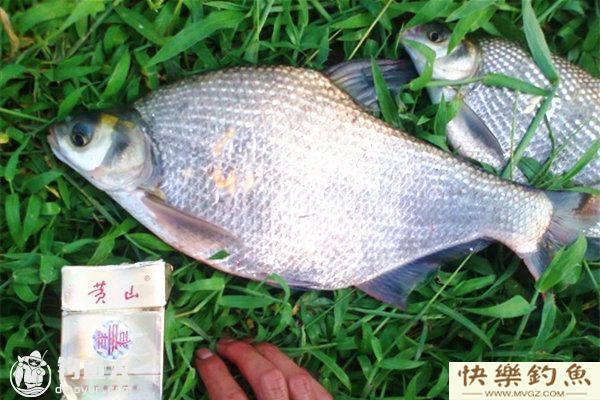 夏天水库钓鳊鱼的四个实用技巧(图1) 夏天水库钓鳊鱼的四个实用技巧(图1)