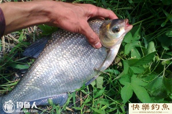夏天钓鳊鱼的选位选饵技巧及钓法要点(图1)