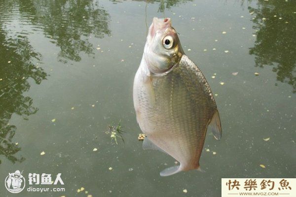 鳊鱼的垂钓技法及钓位的选择(图1)